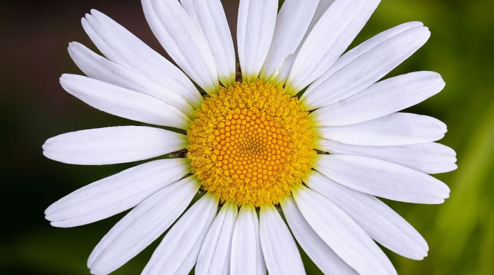 Chamomile Herbal Remedy