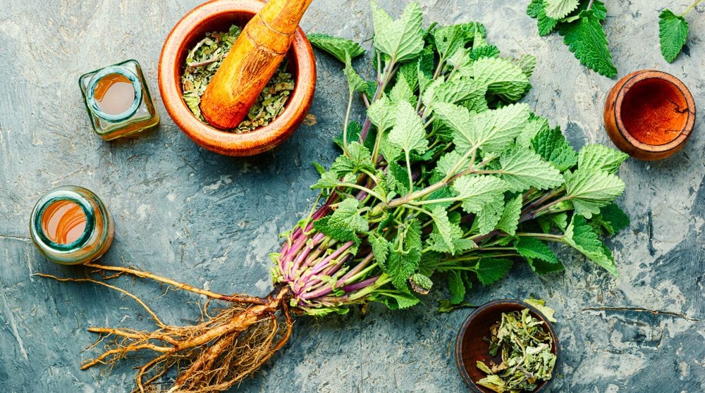 Lemon Balm Herbal Remedy