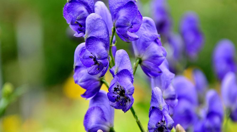 Skullcap Herbal Remedy