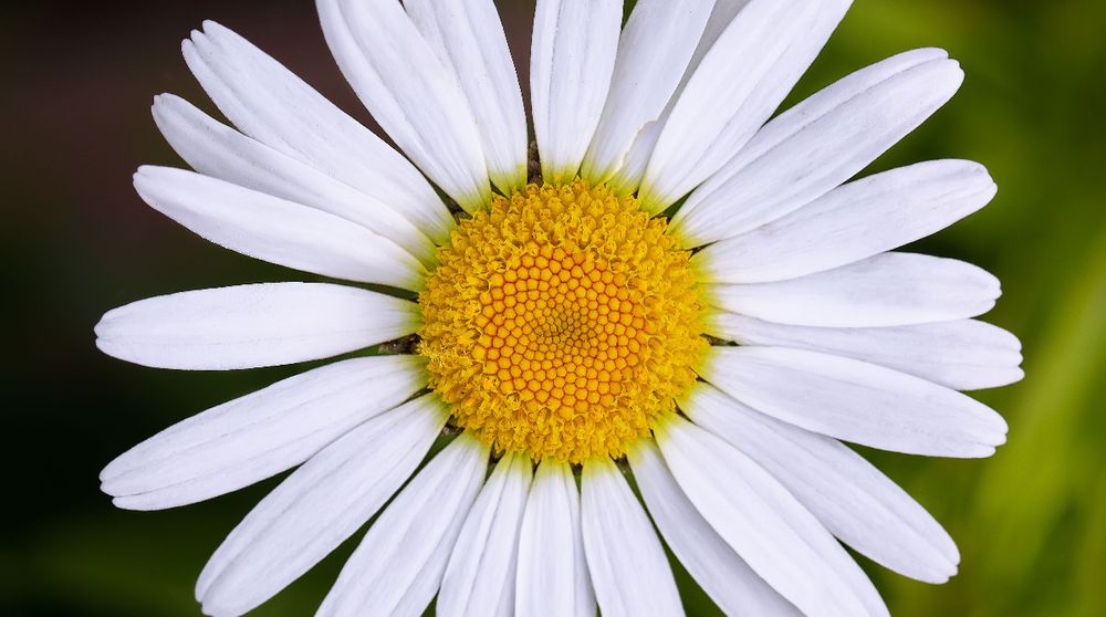 Chamomile Herbal Remedy