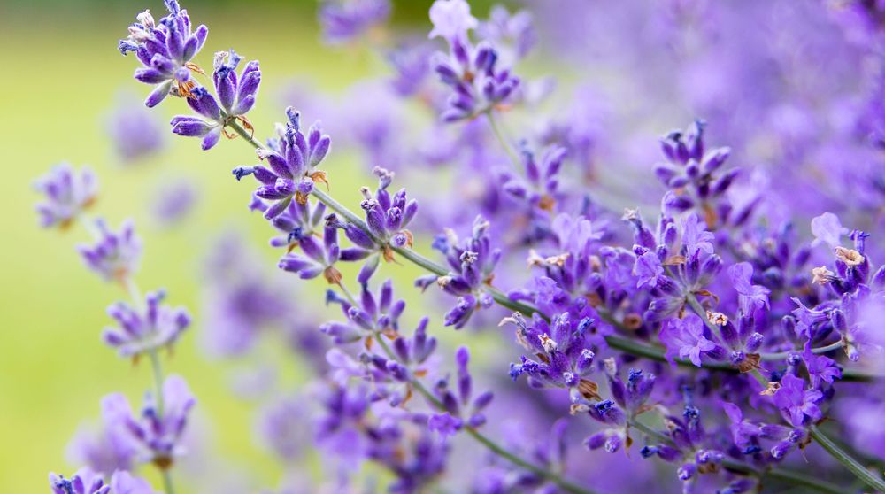 Lavender Herbal Remedy