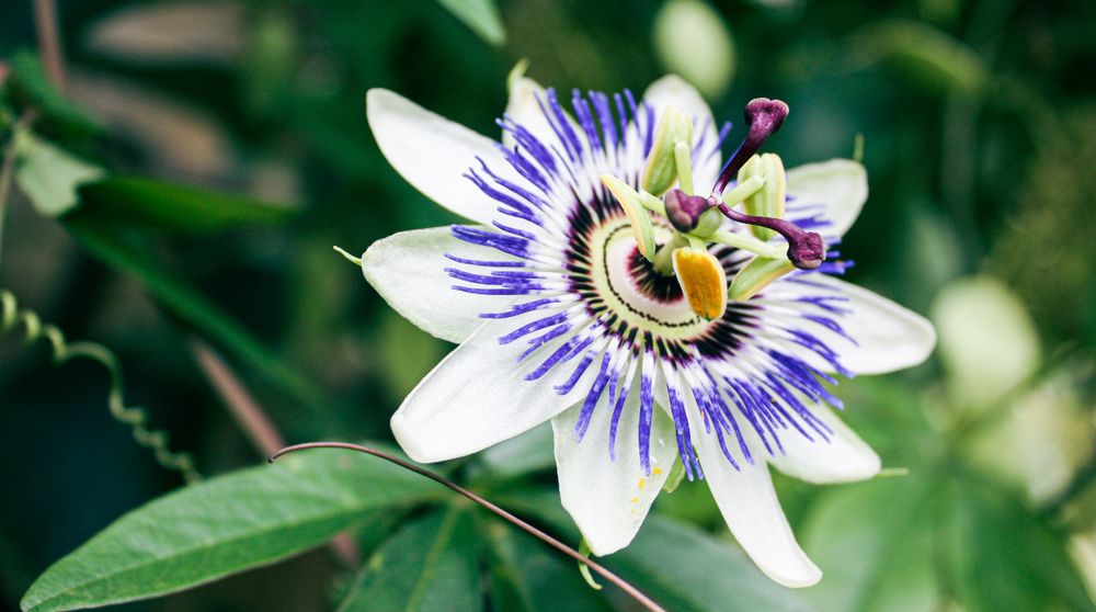 Passionflower Herbal Remedy