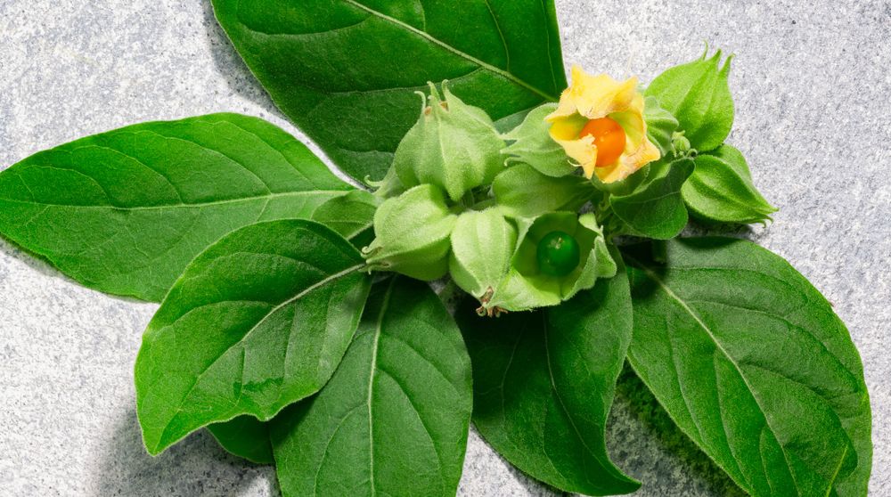 Ashwagandha Herbal Remedy