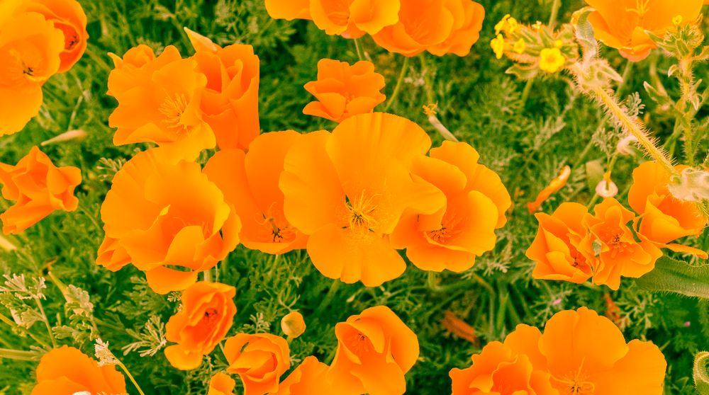 California Poppy Herbal Remedy
